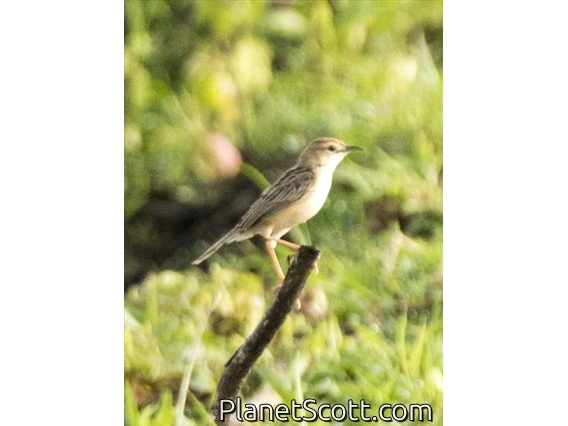 Golden-headed Cisticola (Cisticola exilis)