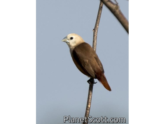Pale-headed Munia (Lonchura pallida)