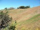 Hiking through the California grasslands