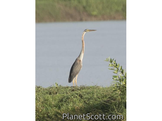 Purple Heron (Ardea purpurea)