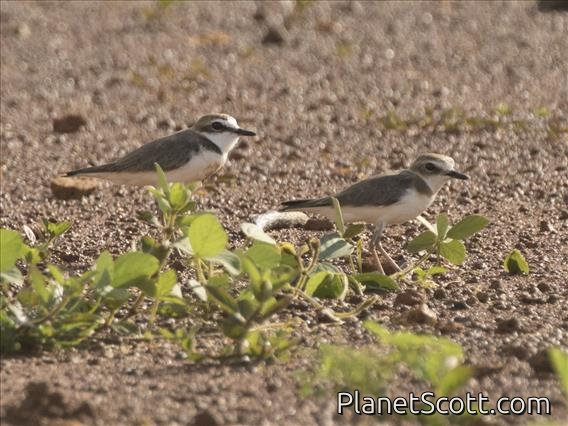 Javan Plover (Charadrius javanicus)
