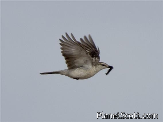 White-rumped Triller (Lalage leucopygialis) - Female
