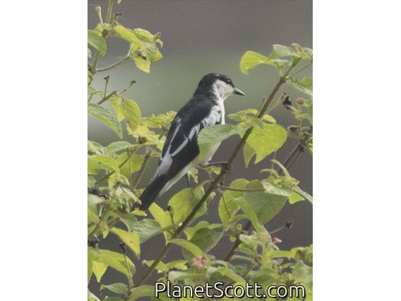 White-rumped Triller (Lalage leucopygialis) - Male