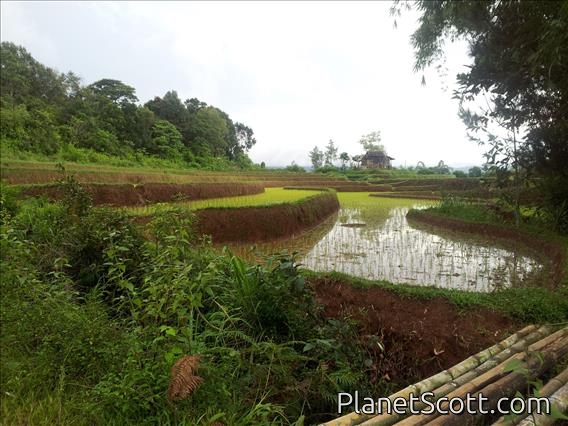 Rice Paddy