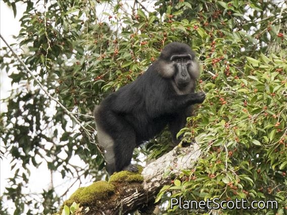 Tonkean macaque (Macaca tonkeana) - Male