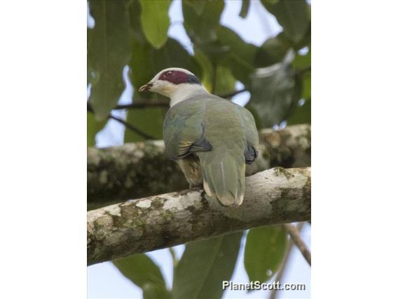 Red-eared Fruit-Dove (Ptilinopus fischeri)