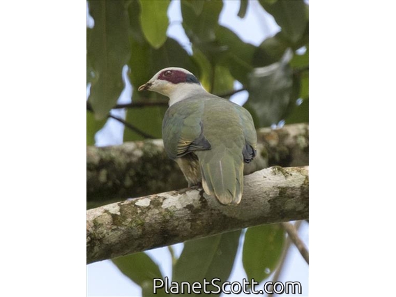 Red-eared Fruit-Dove (Ramphiculus fischeri)