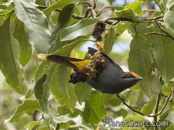 Fiery-browed Myna (Enodes erythrophris)