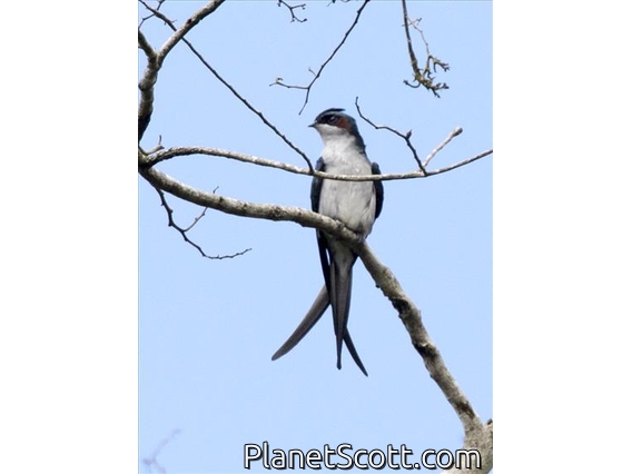 Gray-rumped Treeswift (Hemiprocne longipennis)