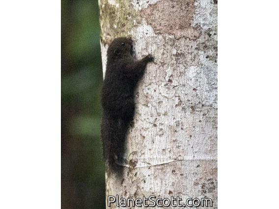 Sulawesi Dwarf Squirrel (Prosciurillus murinus)
