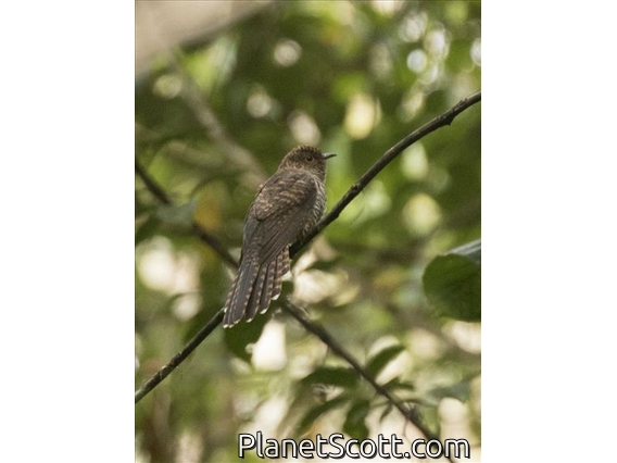 Sulawesi Brush Cuckoo (Cacomantis virescens)