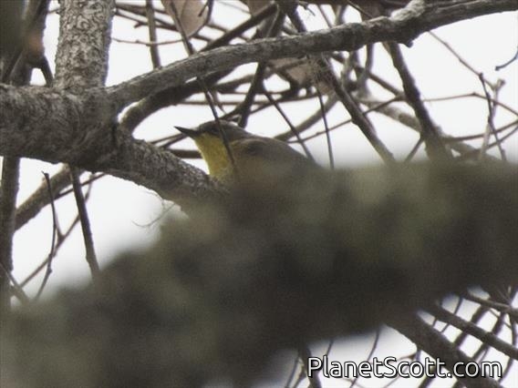 Golden-bellied Gerygone (Gerygone sulphurea)