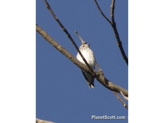 Gray-streaked Flycatcher (Muscicapa griseisticta)
