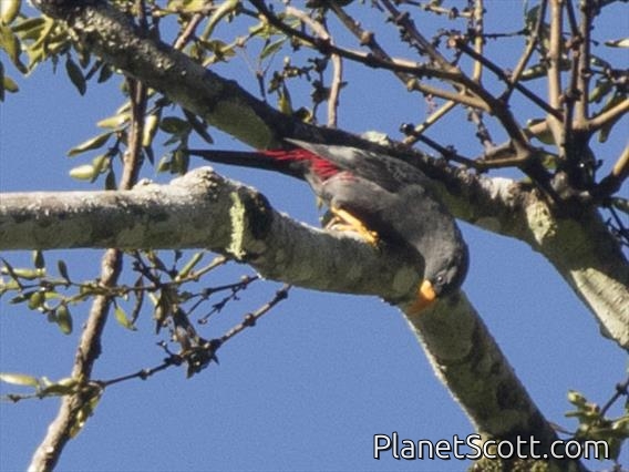 Finch-billed Myna (Scissirostrum dubium)