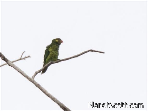 Yellow-and-green Lorikeet (Trichoglossus flavoviridis)
