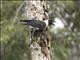 Piping Crow (Corvus typicus)