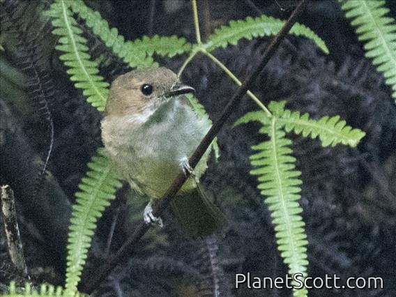 Sulphur-bellied Whistler (Pachycephala sulfuriventer)
