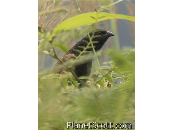 Lesser Coucal (Centropus bengalensis)