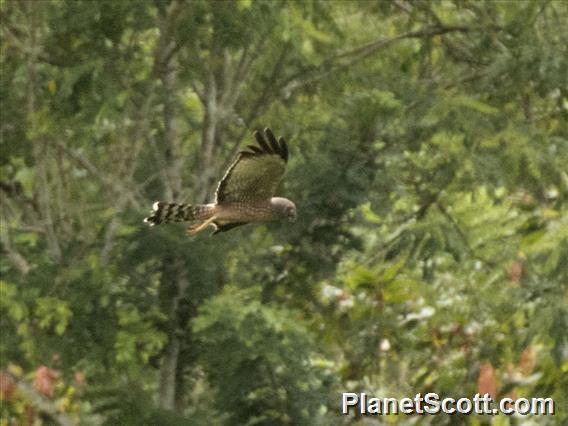 Spotted Harrier (Circus assimilis)