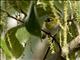 Black-crowned White-eye (Zosterops atrifrons)