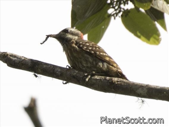Sulawesi Woodpecker (Dendrocopos temminckii)