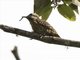 Sulawesi Pygmy Woodpecker (Yungipicus temminckii)