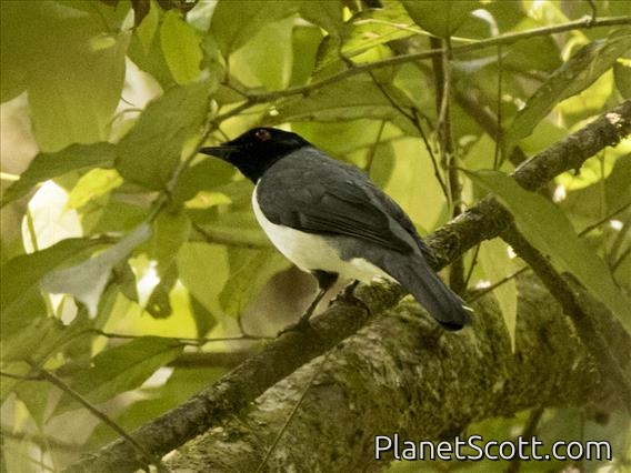 Pygmy Cuckooshrike (Celebesia abbotti)