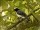 Pygmy Cuckooshrike (Celebesia abbotti)