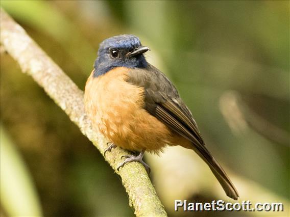 Blue-fronted Flycatcher (Eumyias hoevelli)