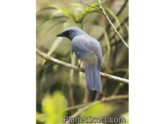 Cerulean Cuckooshrike (Coracina temminckii)