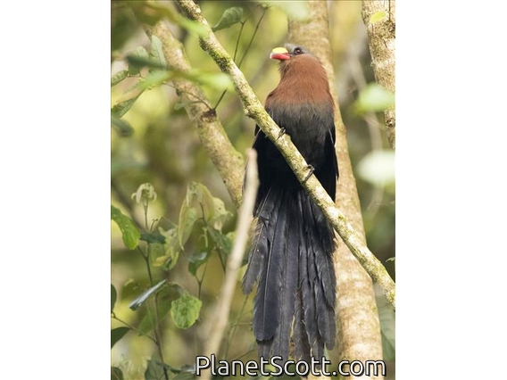 Yellow-billed Malkoha (Rhamphococcyx calyorhynchus)
