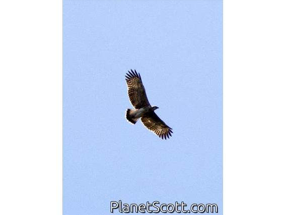 Lesser Fish-Eagle (Icthyophaga humilis)