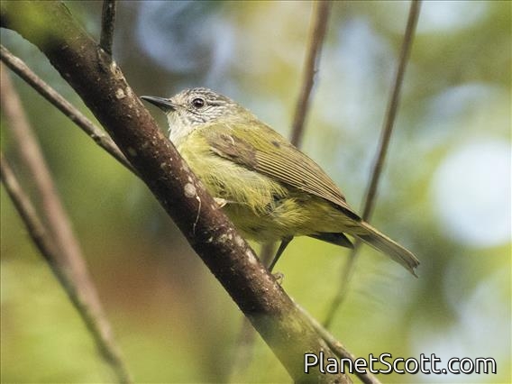 Streak-headed White-eye (Lophozosterops squamiceps)