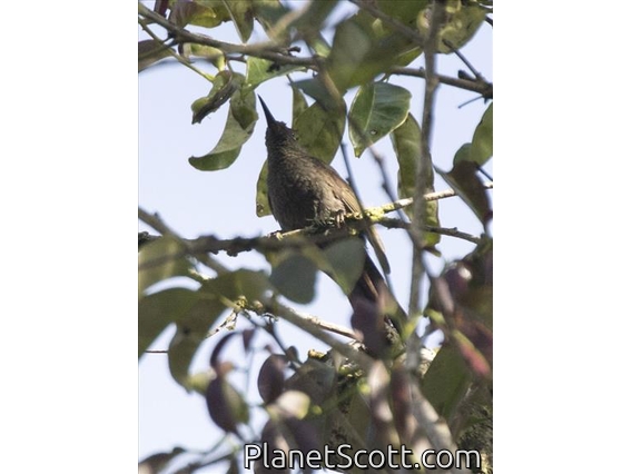 White-eared Myza (Myza sarasinorum)