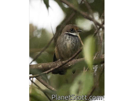 Sulawesi Fantail (Rhipidura teysmanni)