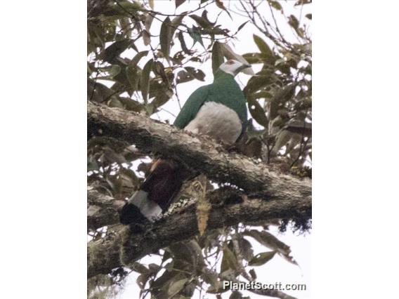 White-bellied Imperial-Pigeon (Ducula forsteni)