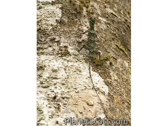 Sulawesi Gliding Lizard (Draco walkeri)