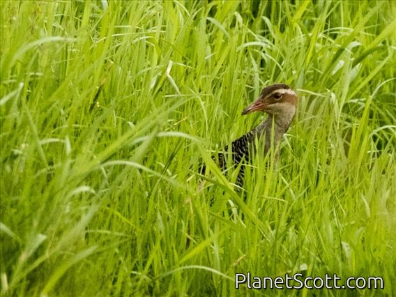 Buff-banded Rail (Gallirallus philippensis)