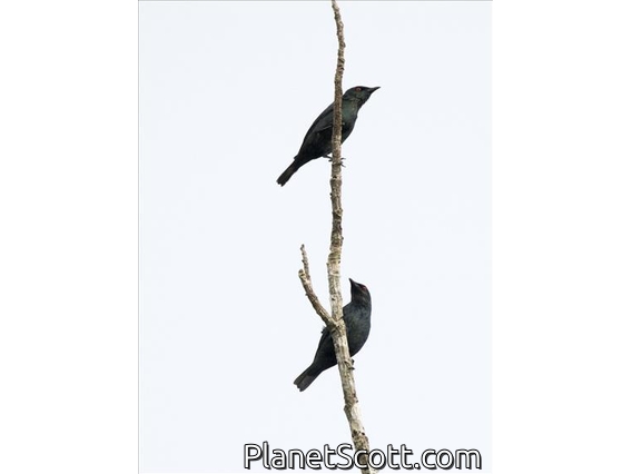 Short-tailed Starling (Aplonis minor)