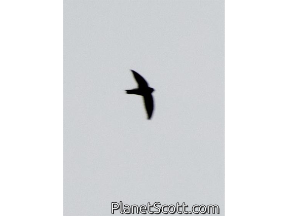 Uniform Swiftlet (Aerodramus vanikorensis)