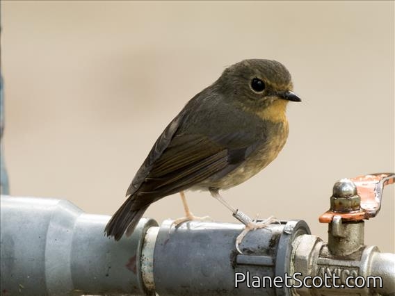Snowy-browed Flycatcher (Ficedula hyperythra)