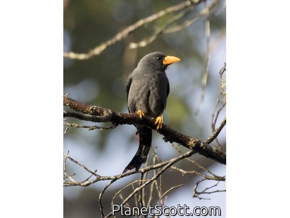 Finch-billed Myna (Scissirostrum dubium)