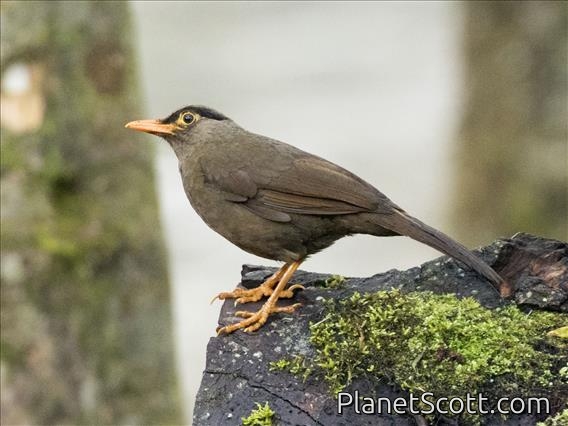 Sulawesi Thrush (Cataponera turdoides)