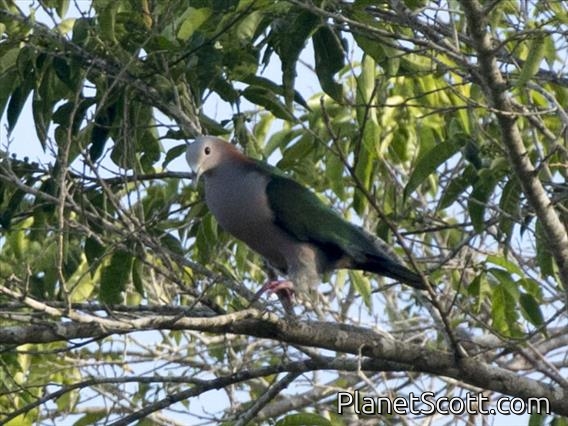 Green Imperial-Pigeon (Ducula aenea)