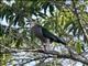 Green Imperial-Pigeon (Ducula aenea)