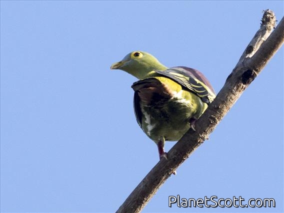 Gray-cheeked Pigeon (Treron griseicauda)