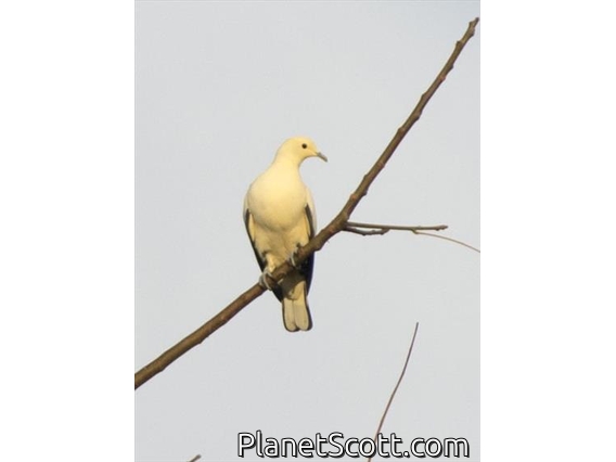 Silver-tipped Imperial-Pigeon (Ducula luctuosa)