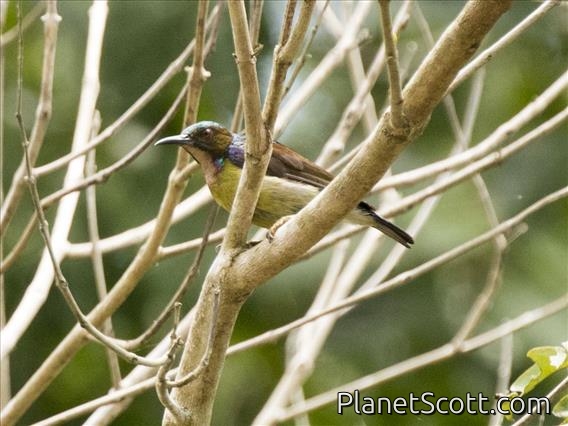 Plain-throated Sunbird (Anthreptes malacensis)