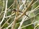 Plain-throated Sunbird (Anthreptes malacensis)