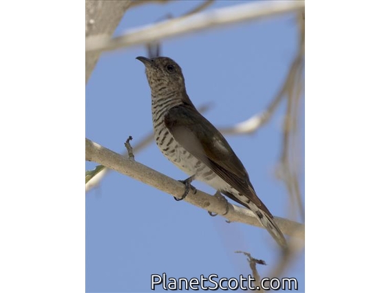 Little Bronze-Cuckoo (Chrysococcyx minutillus)